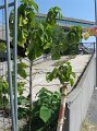 IMG_4280